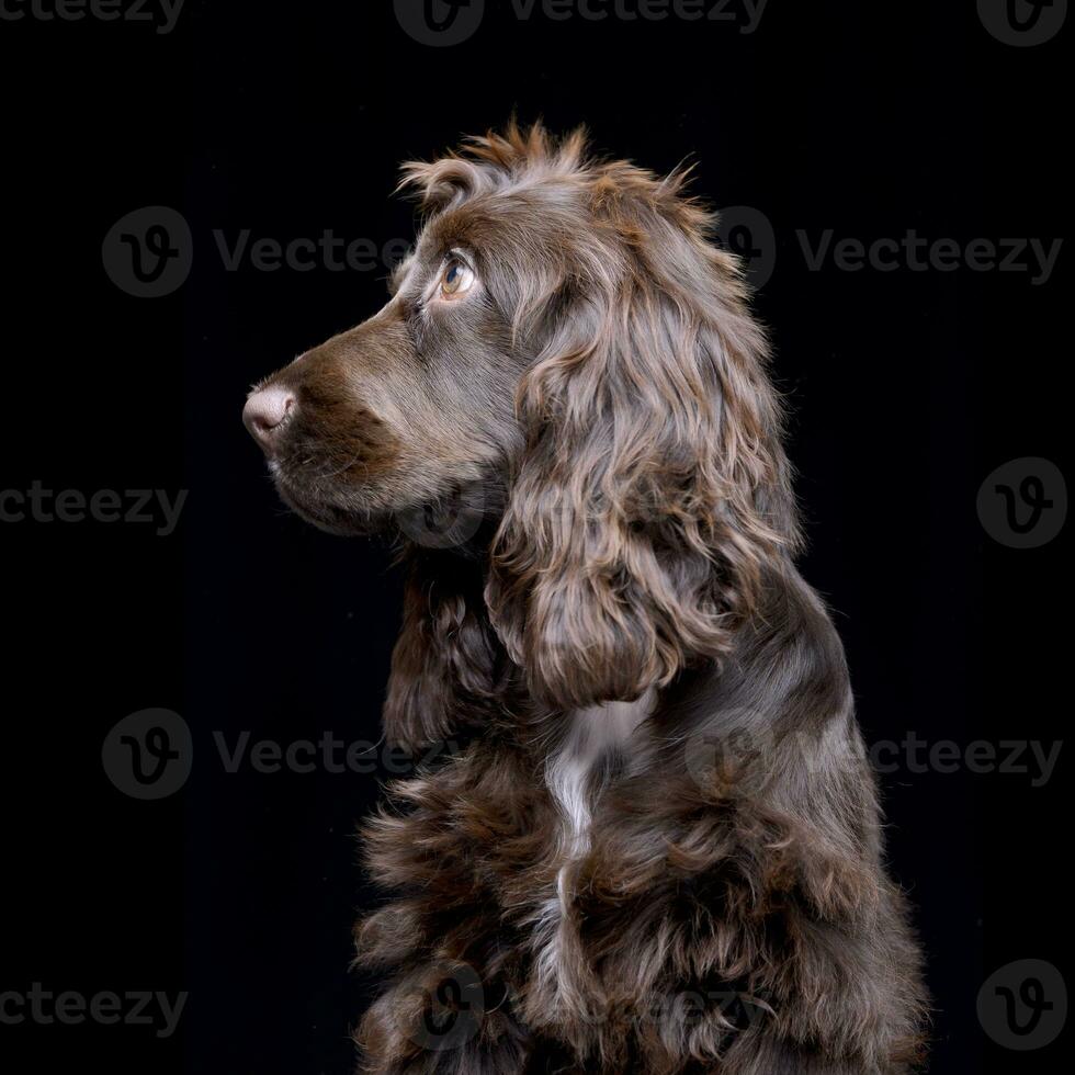 Studio shot of an adorable English Cocker Spaniel photo