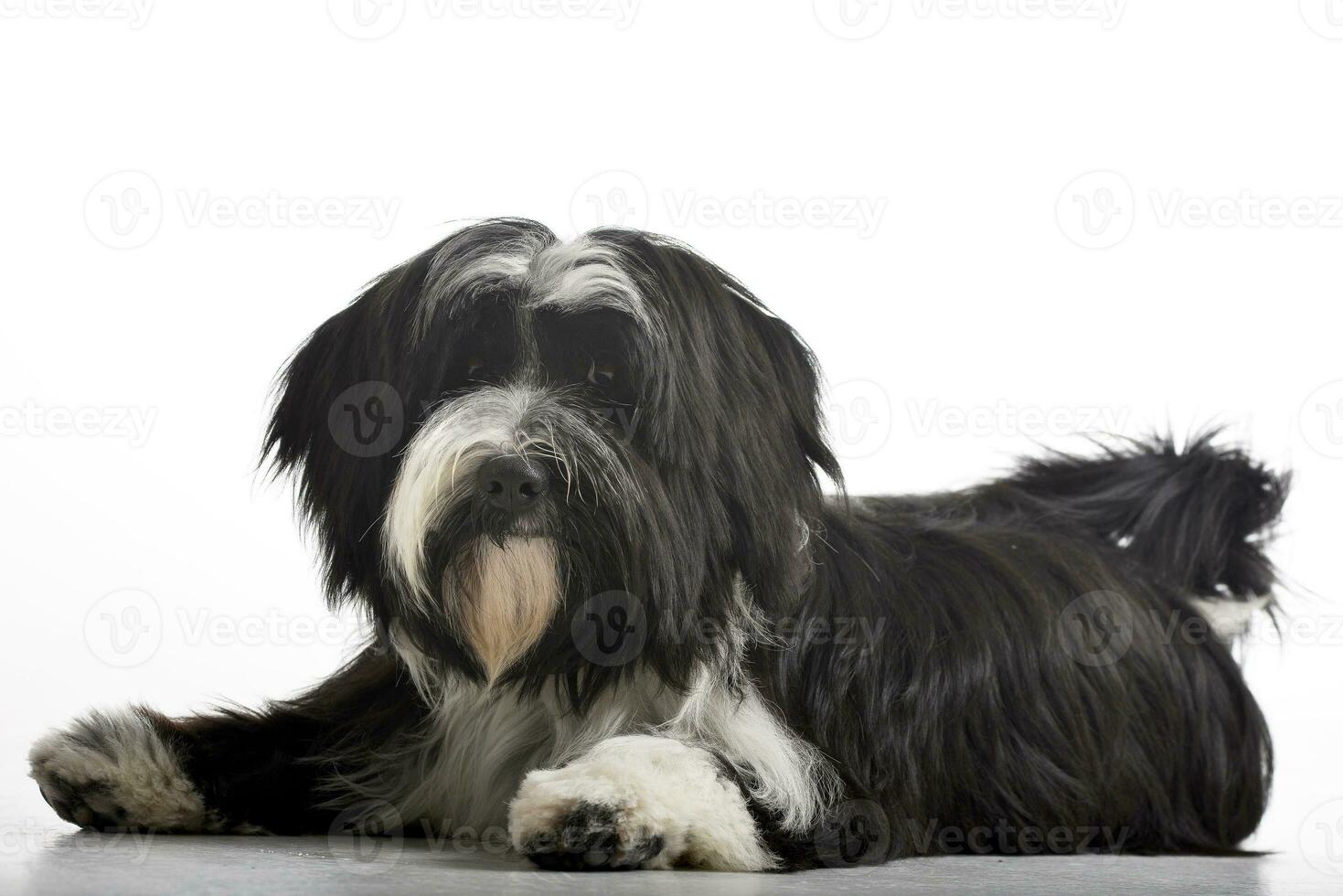 Studio shot of an adorable Tibetian terrier photo