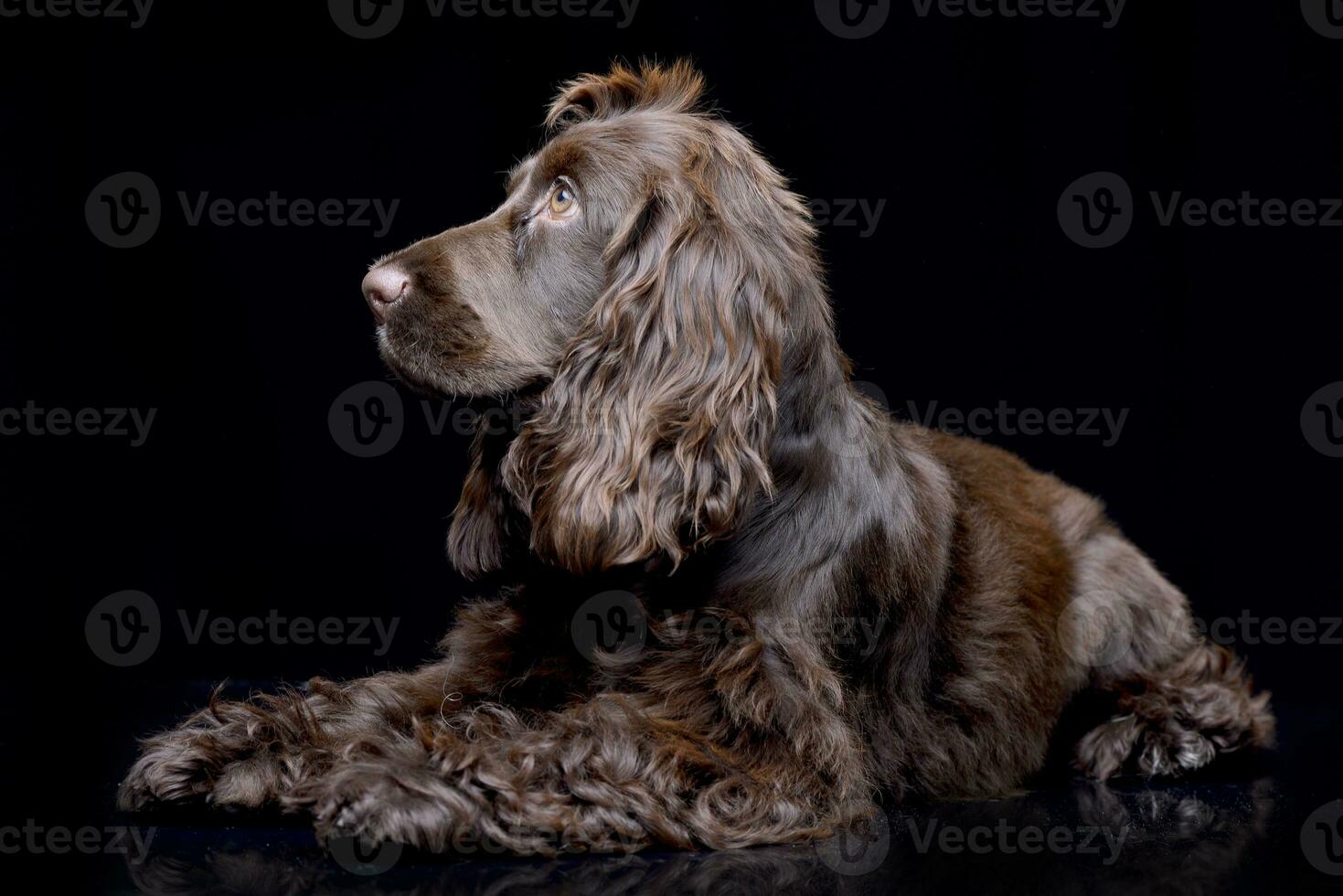 Studio shot of an adorable English Cocker Spaniel photo