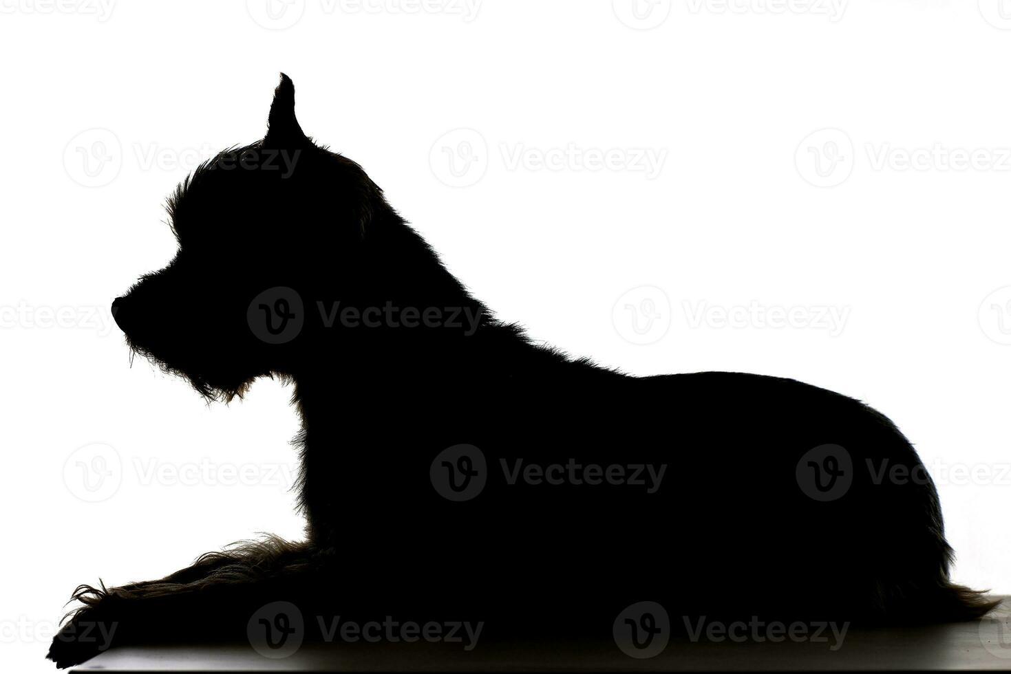 Silhouette of a cute Yorkshire Terrier photo