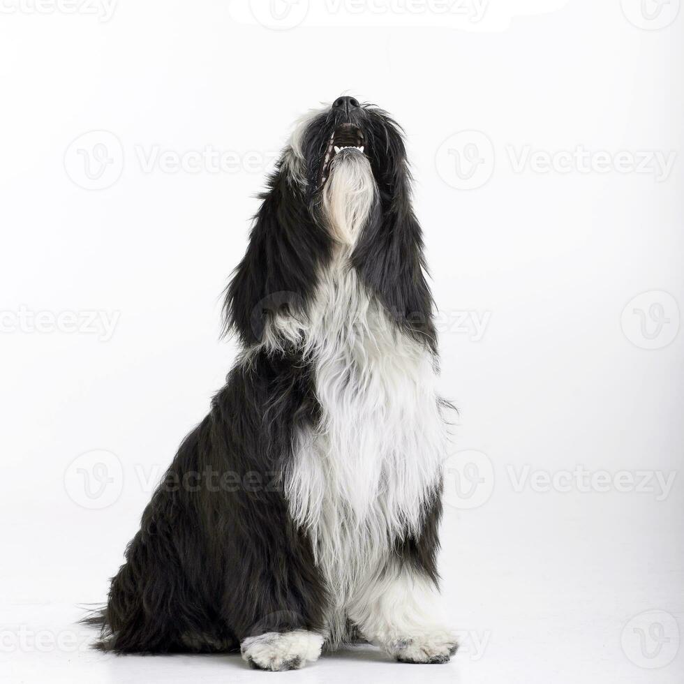 Studio shot of an adorable Tibetian terrier photo