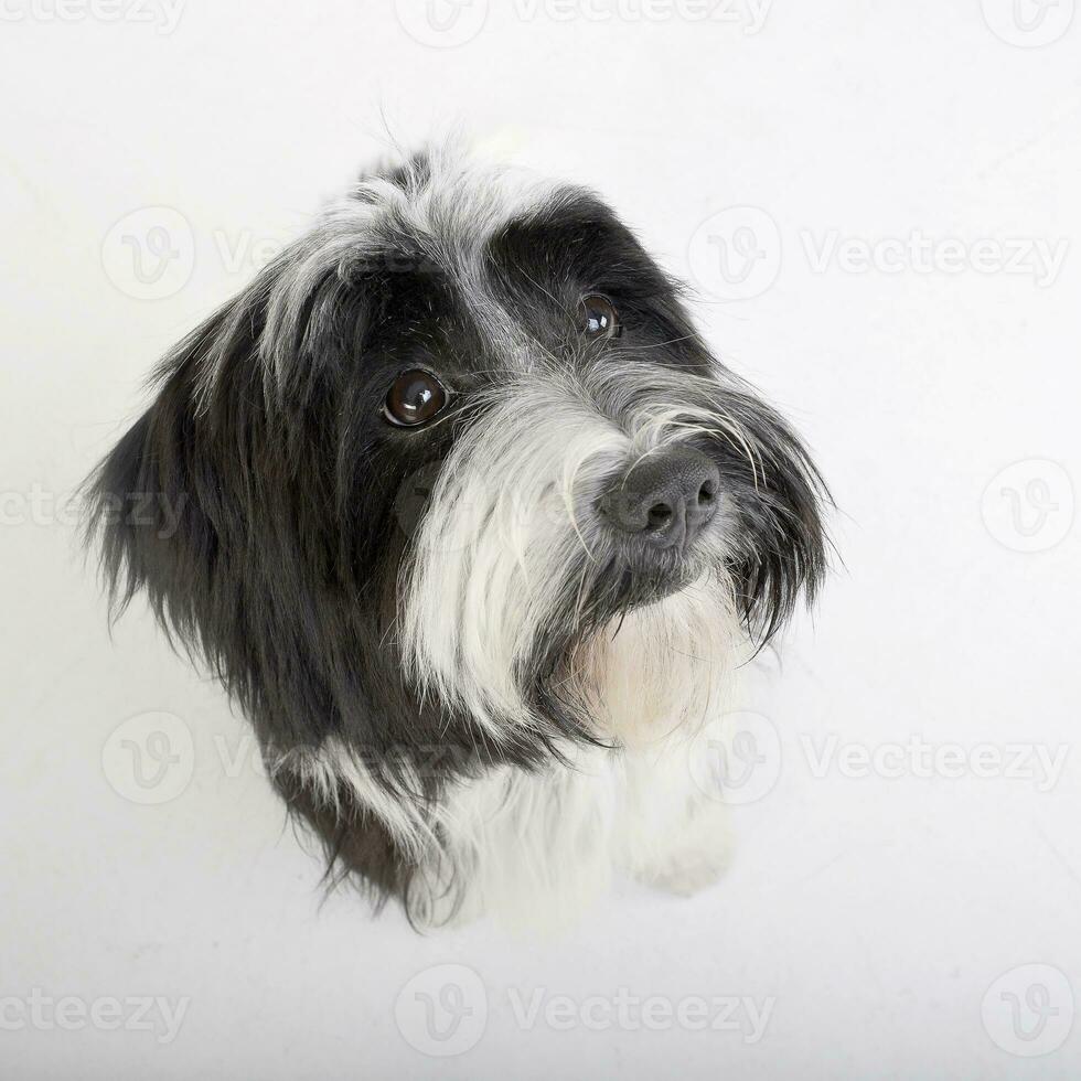 Portrait of an adorable Tibetian terrier photo