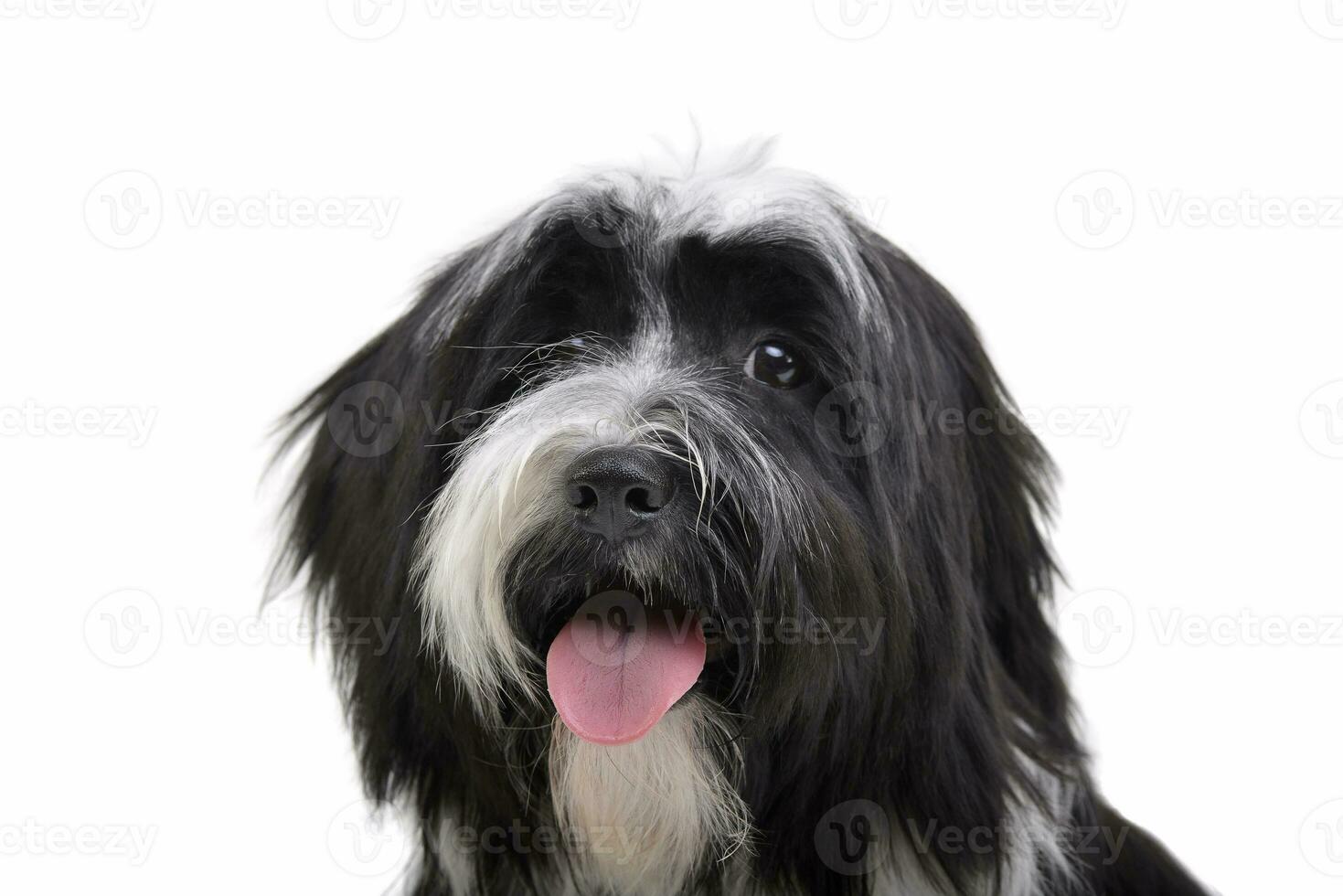 Portrait of an adorable Tibetan Terrier looking curiously at the camera photo