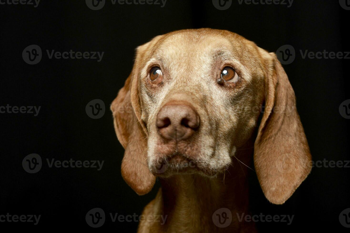 Portrait of an adorable Hungarian vizsla photo