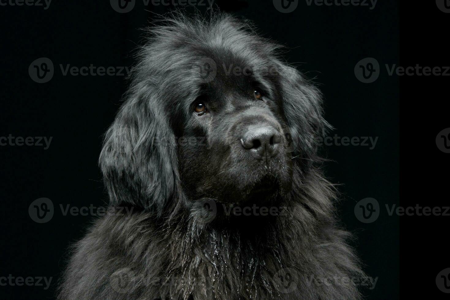 Portrait of an adorable Newfoundland dog photo