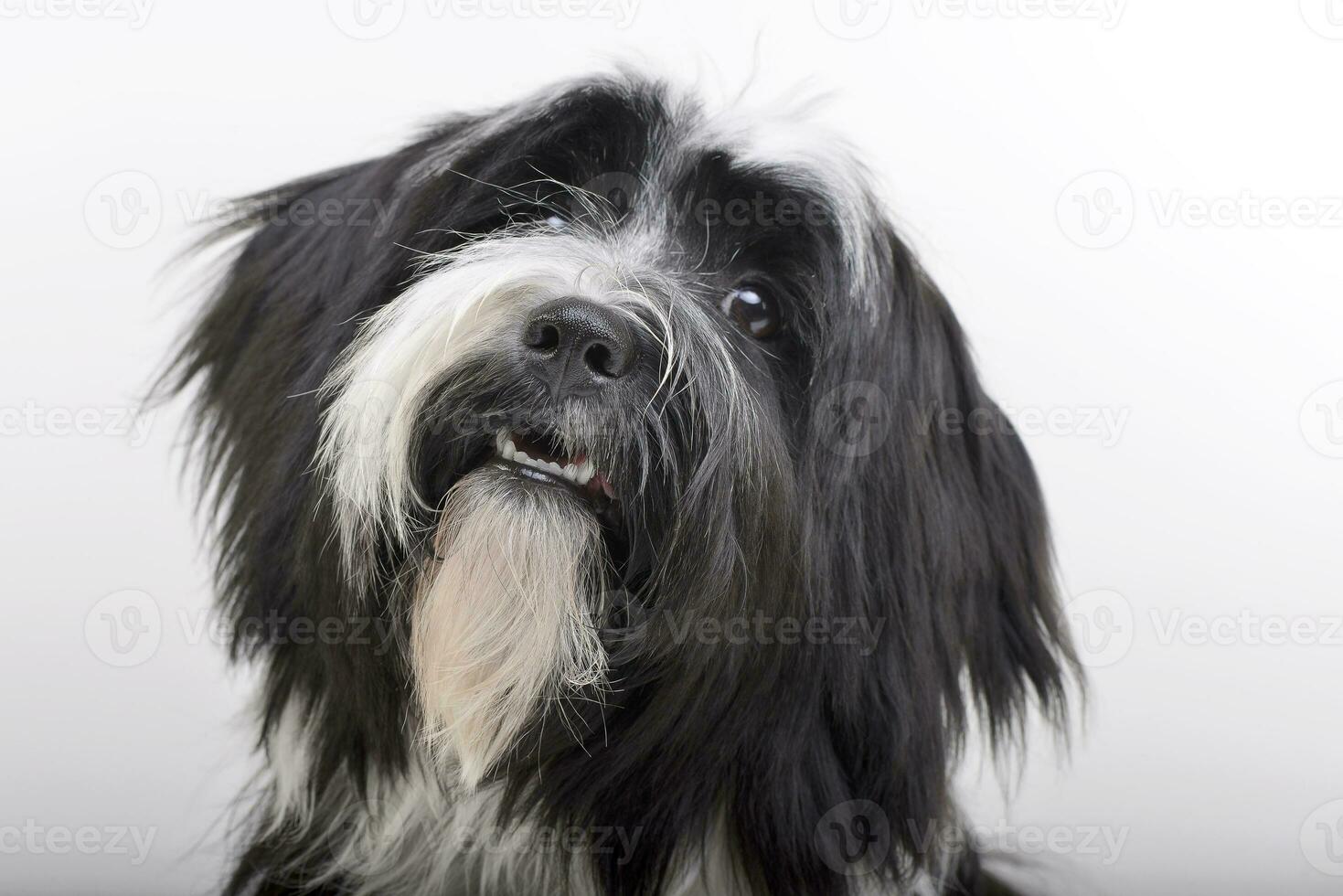 Portrait of an adorable Tibetian terrier photo