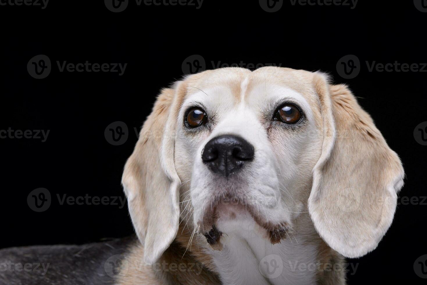 Portrait of an adorable beagle photo