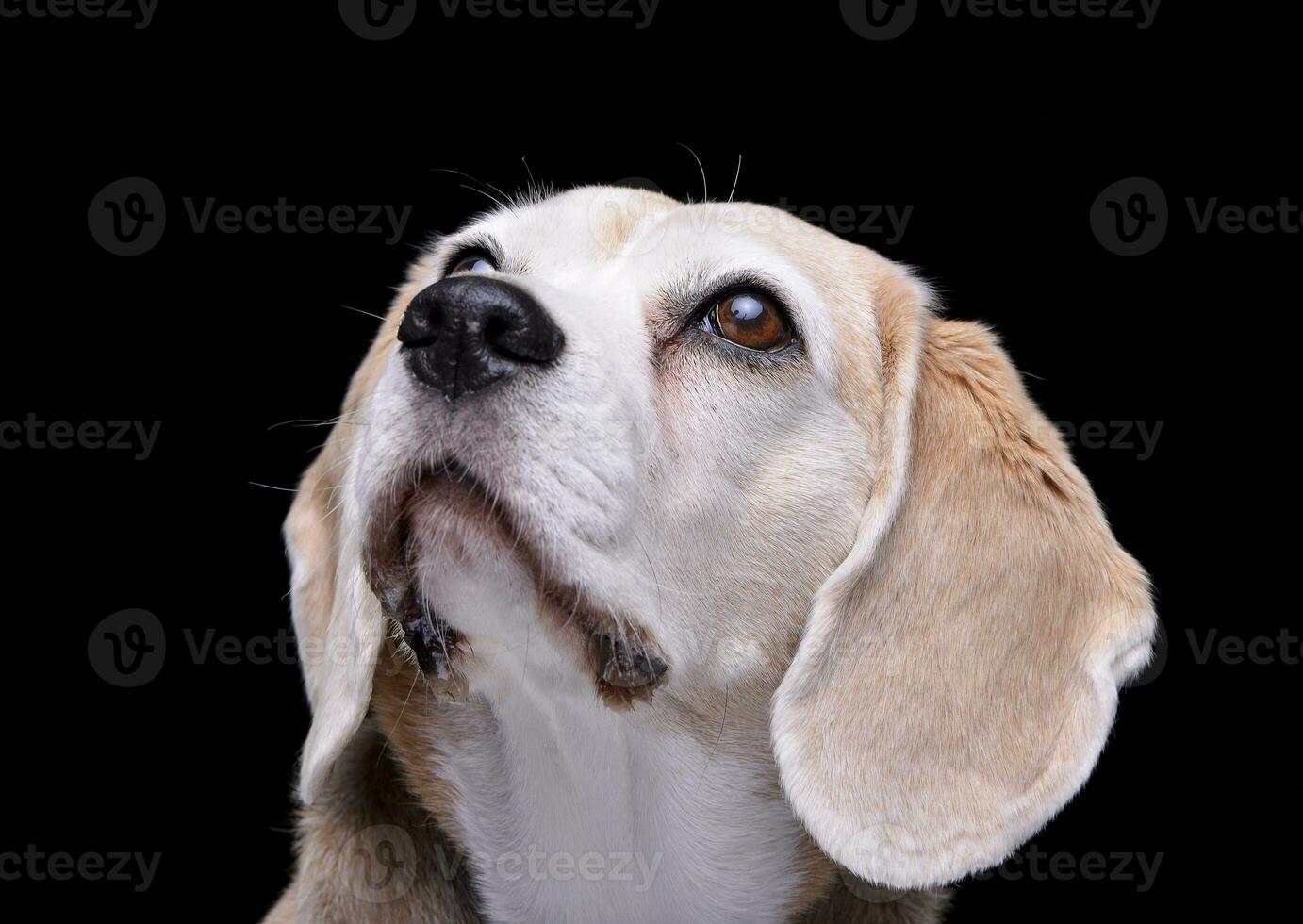 Portrait of an adorable beagle photo