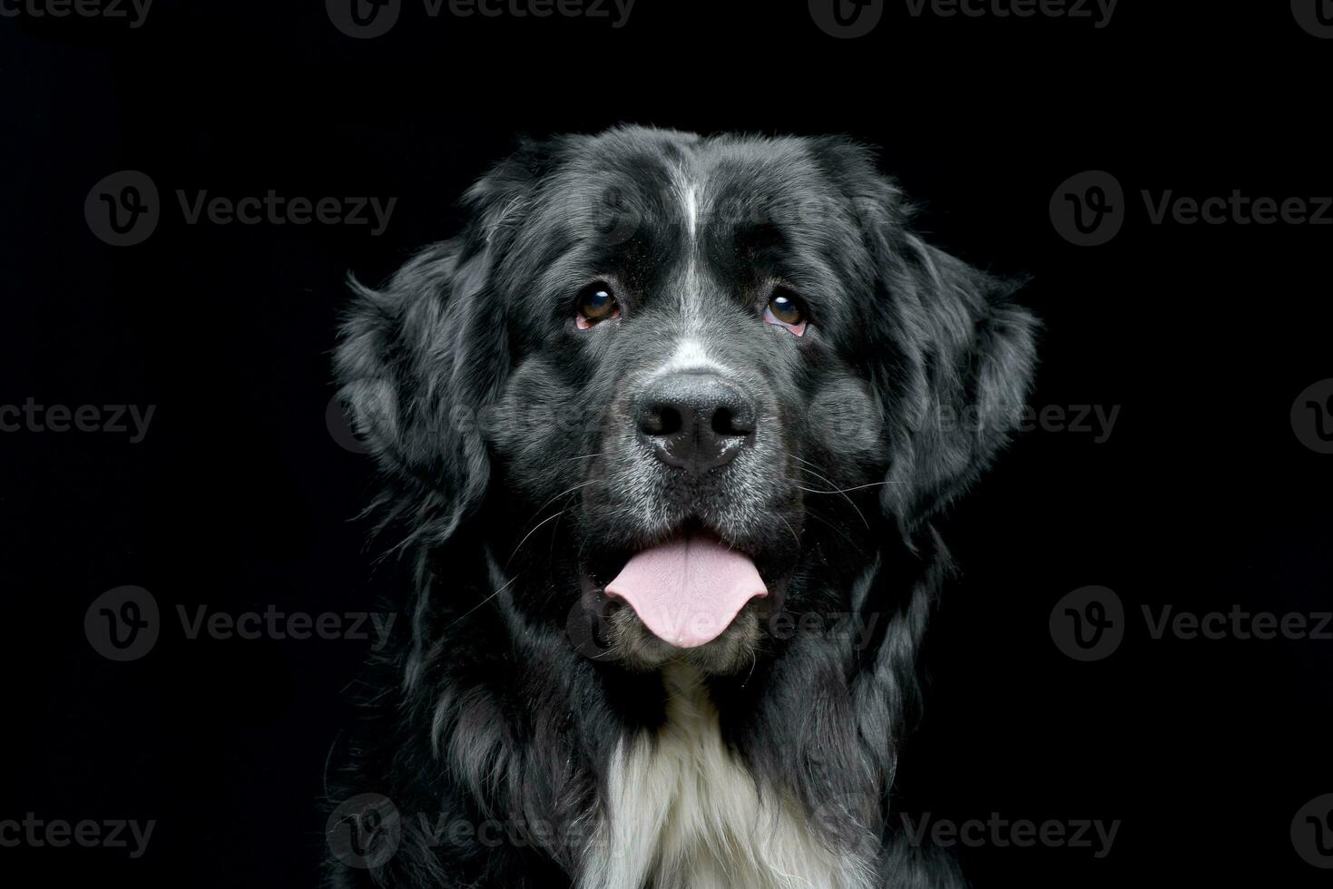 Portrait of an adorable Newfoundland dog photo
