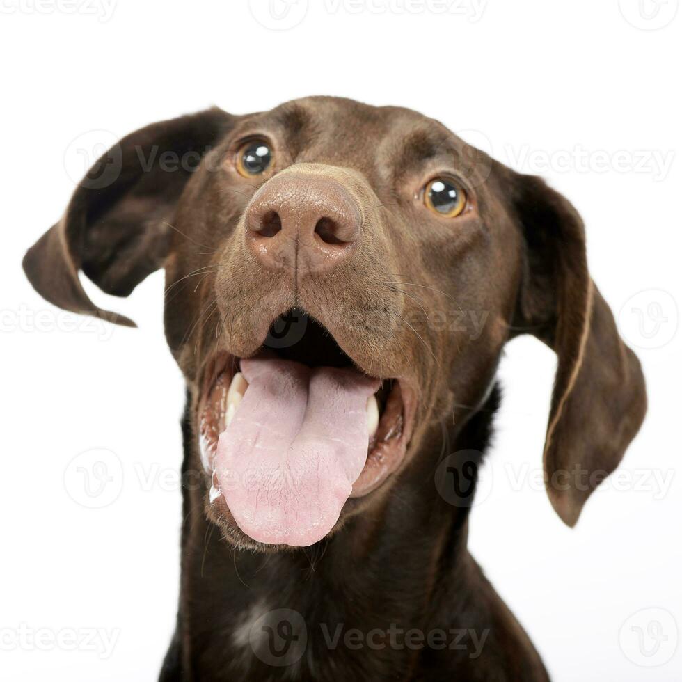 Portrait of an adorable mixed breed dog photo