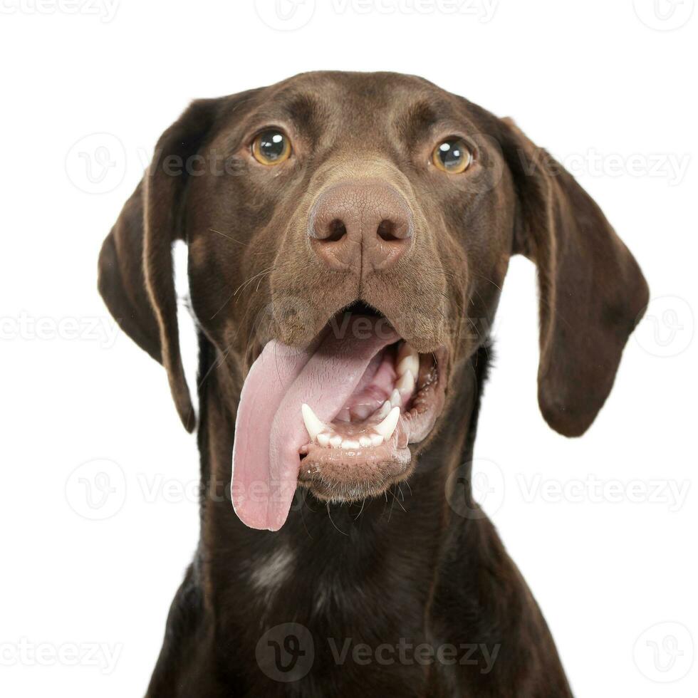 Portrait of an adorable mixed breed dog photo