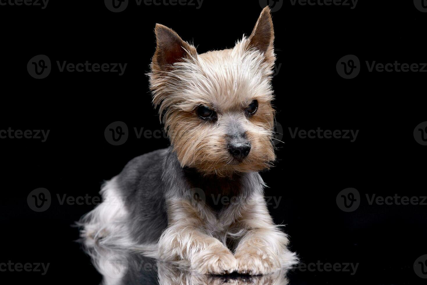 Studio shot of a cute Yorkshire Terrier photo