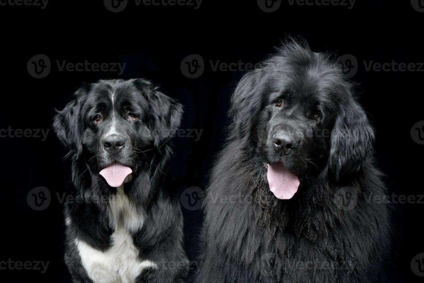 Studio shot of two adorable Newfoundland dog photo