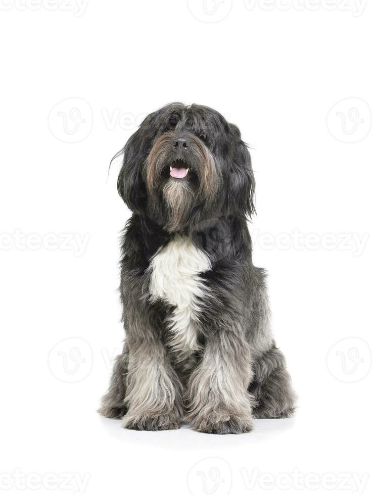 Studio shot of an adorable Tibetan Terrier sitting with long, eyes covering hair photo