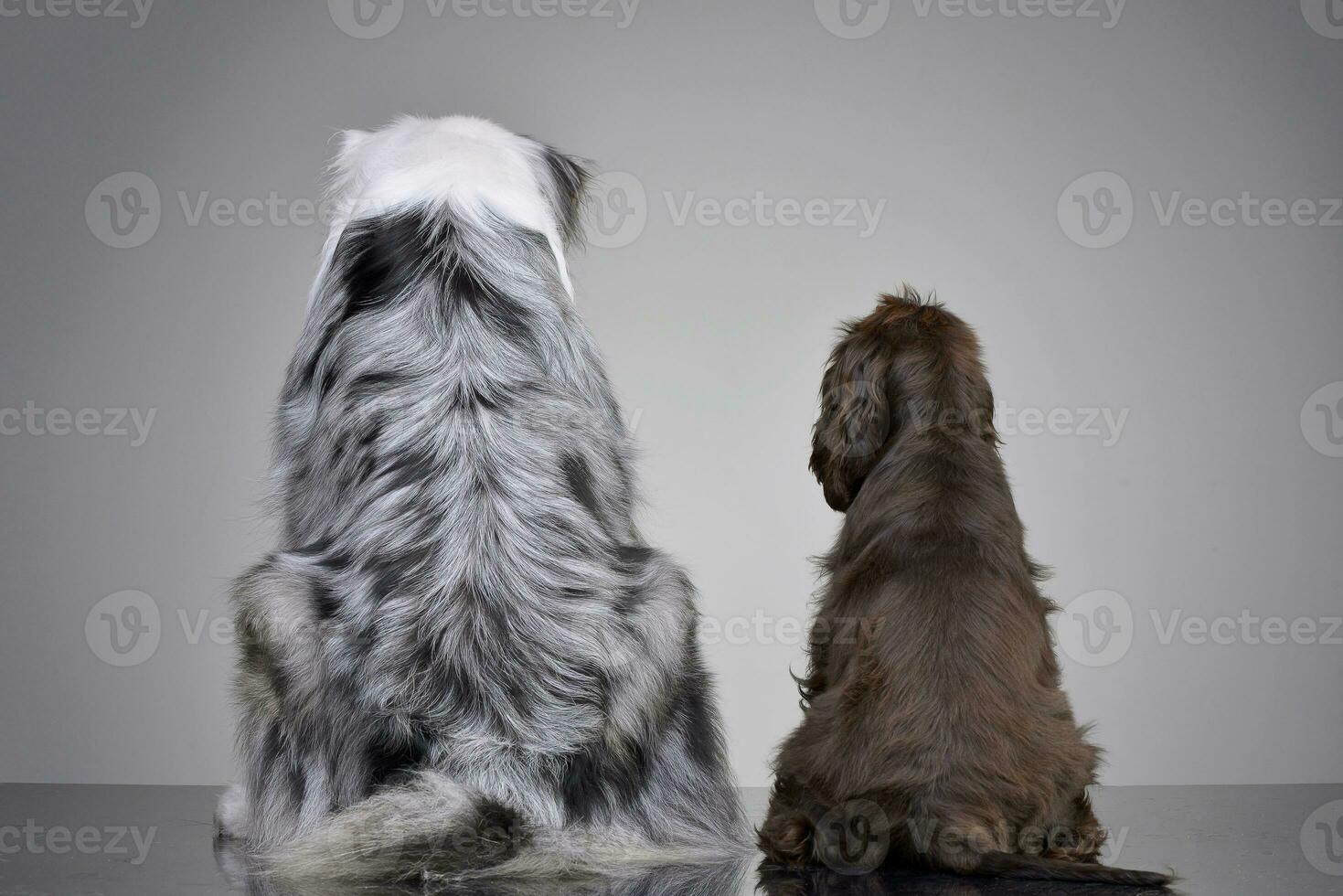 The back of an English Cocker Spaniel and an Australian shepherd photo