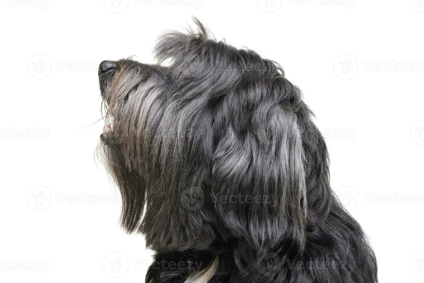 Portrait of an adorable Tibetan Terrier with long, eyes covering hair photo