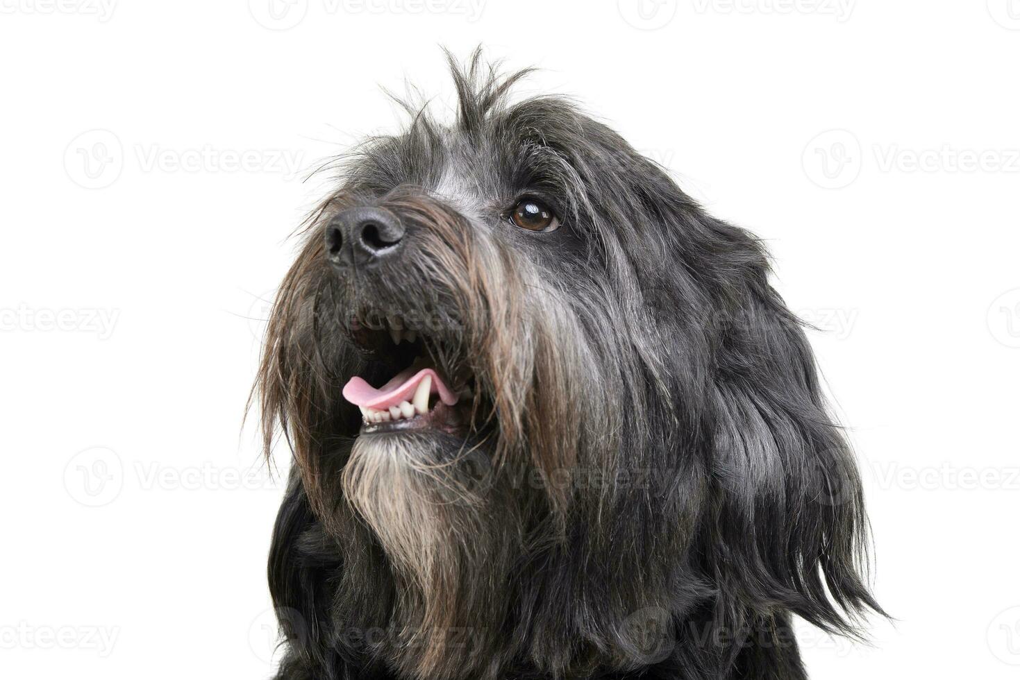 Portrait of an adorable Tibetan Terrier looking curiously photo