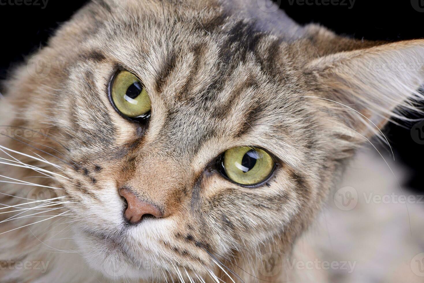 Portrait of an adorable tabby cat photo