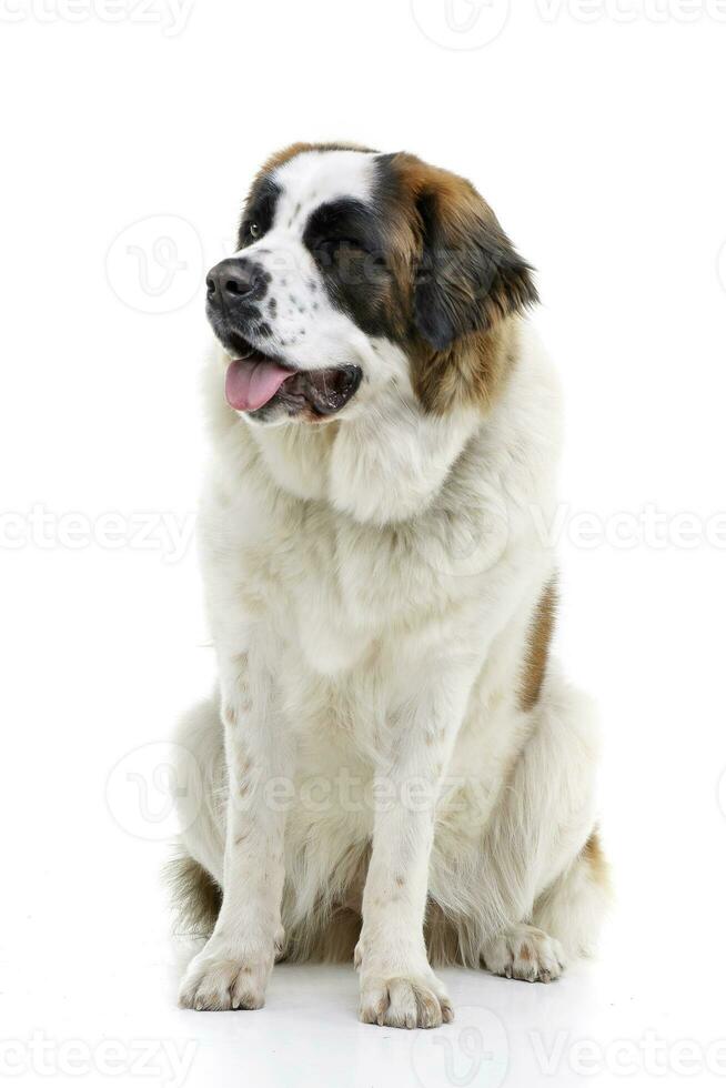 Studio shot of an adorable Moskovskaya Storozhevaya photo