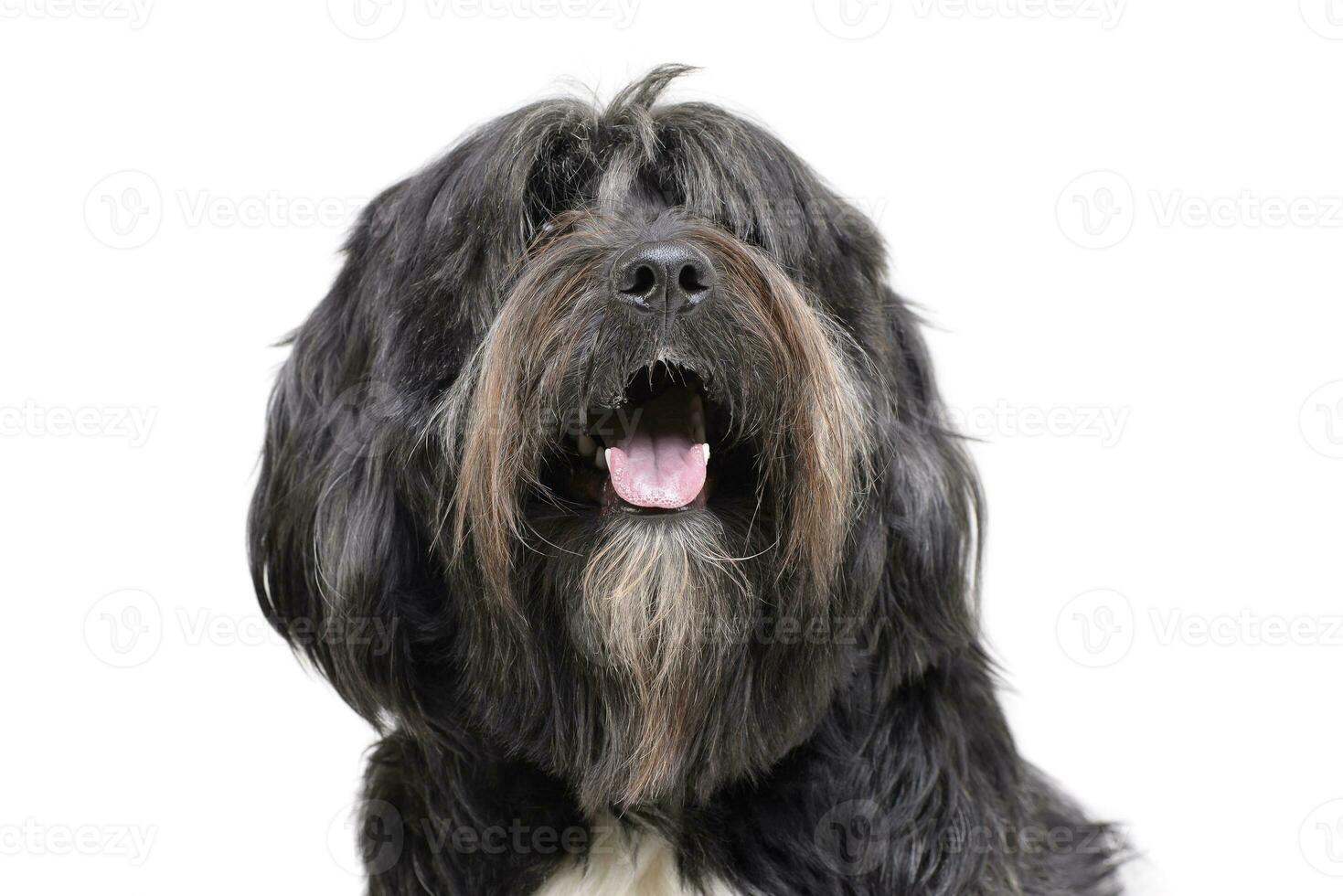 Portrait of an adorable Tibetan Terrier with long, eyes covering hair photo