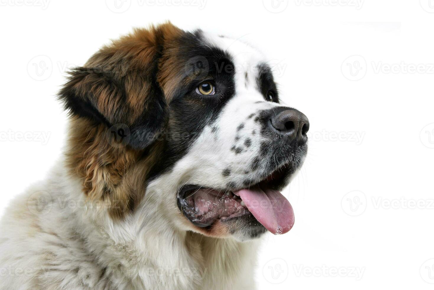 retrato de un adorable moskóvskaya storozhevaya foto