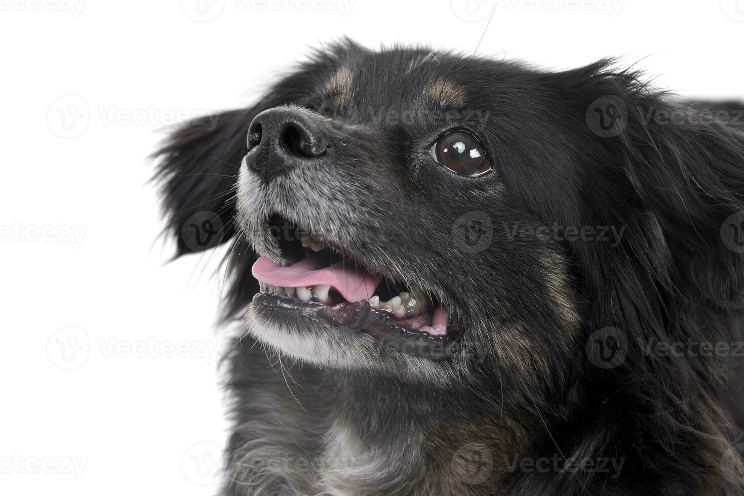 Portrait of an adorable mixed breed dog photo