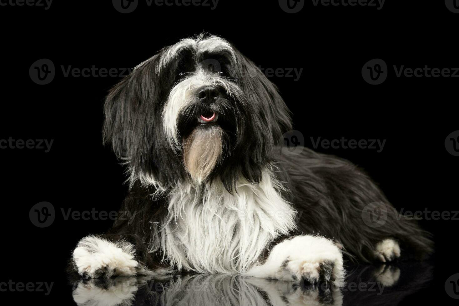 Studio shot of an adorable Tibetan Terrier looking curiously at the camera photo