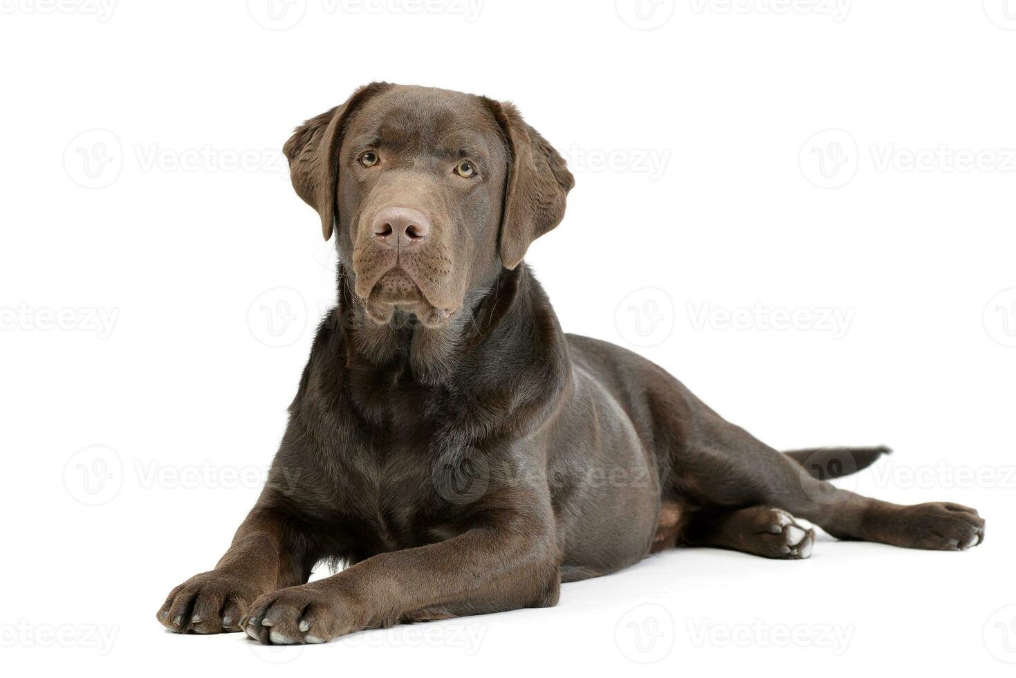 Studio shot of an adorable Labrador retriever photo