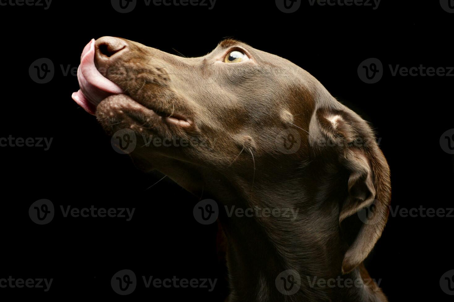 Portrait of an adorable mixed breed dog photo