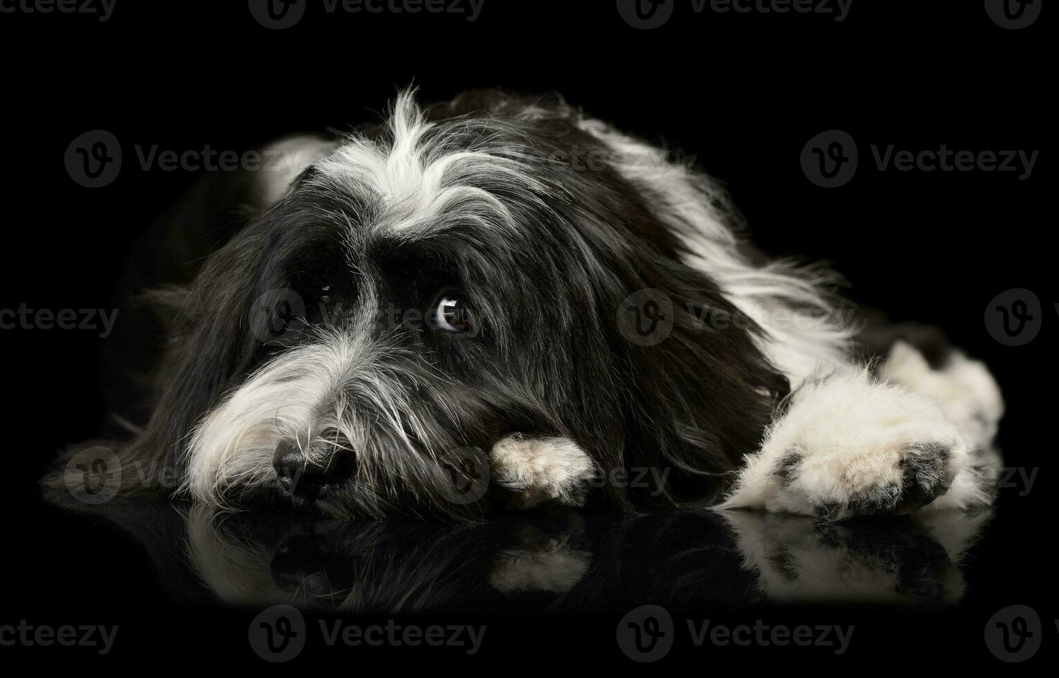 Studio shot of an adorable Tibetan Terrier lying on black background and looking sad photo