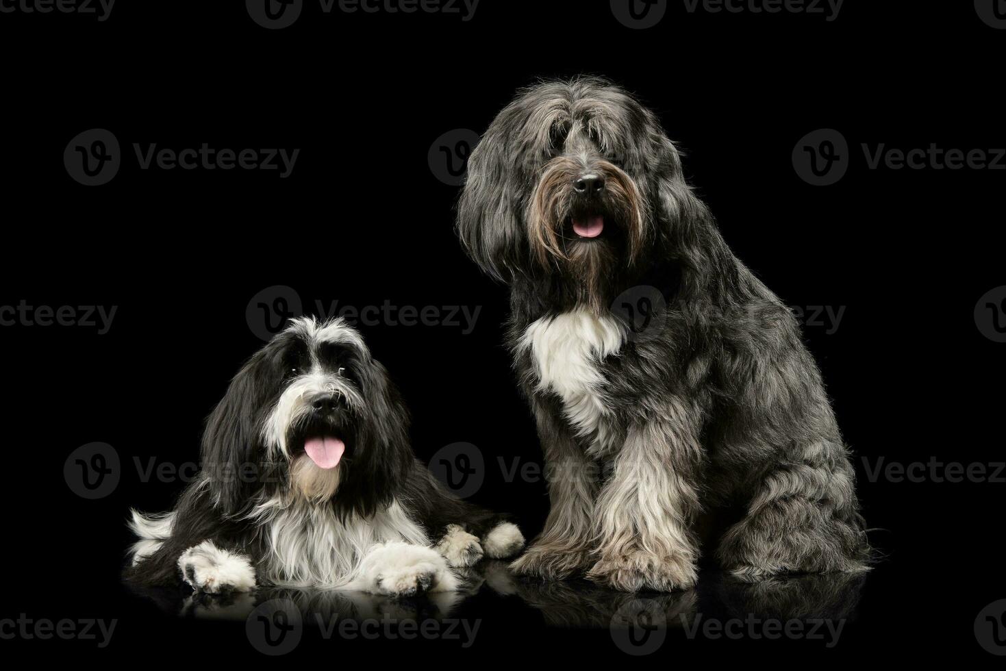 Studio shot of 2 adorable Tibetan Terrier looking curiously at the camera photo