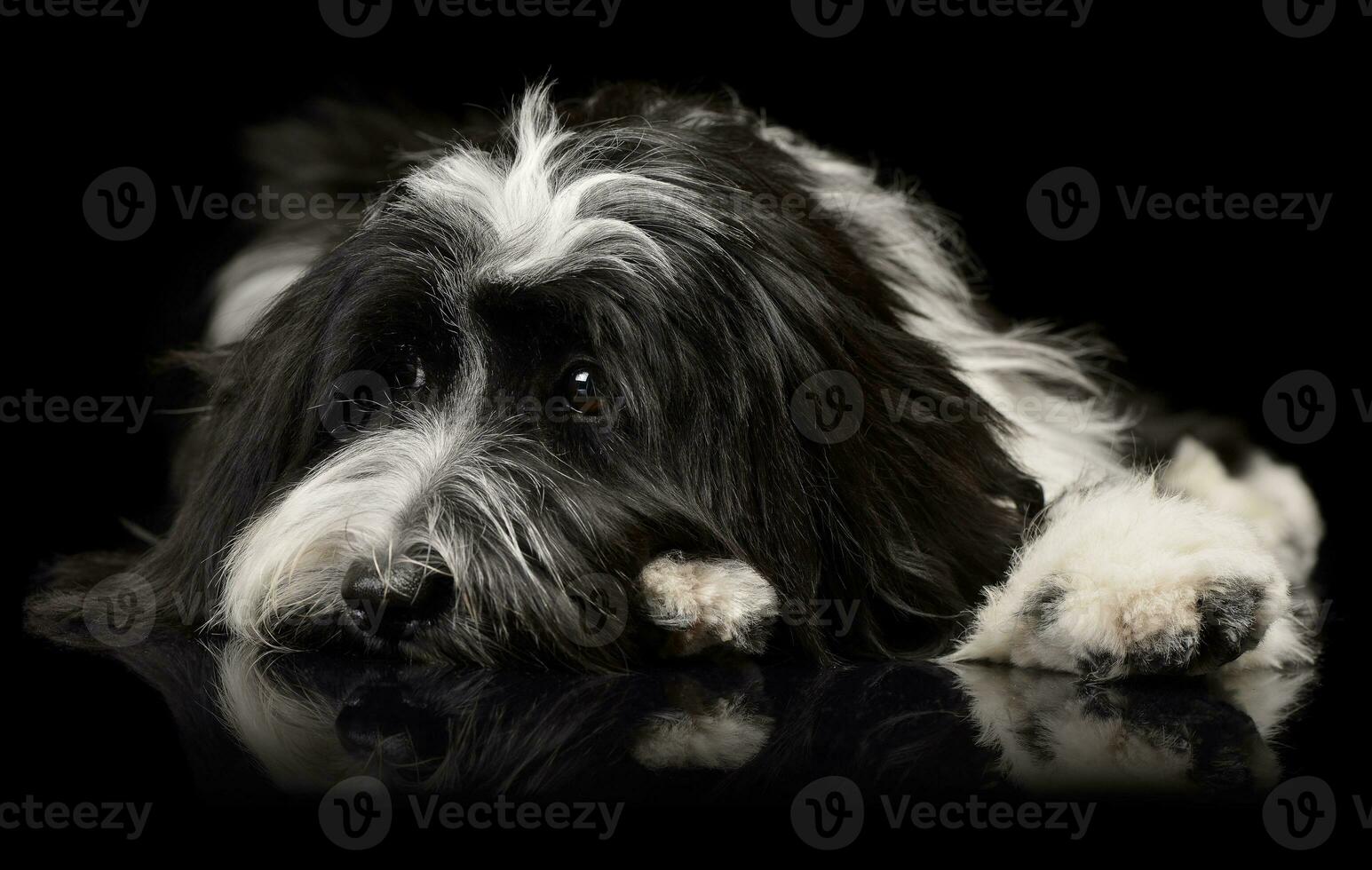 Studio shot of an adorable Tibetan Terrier lying on black background and looking sad photo