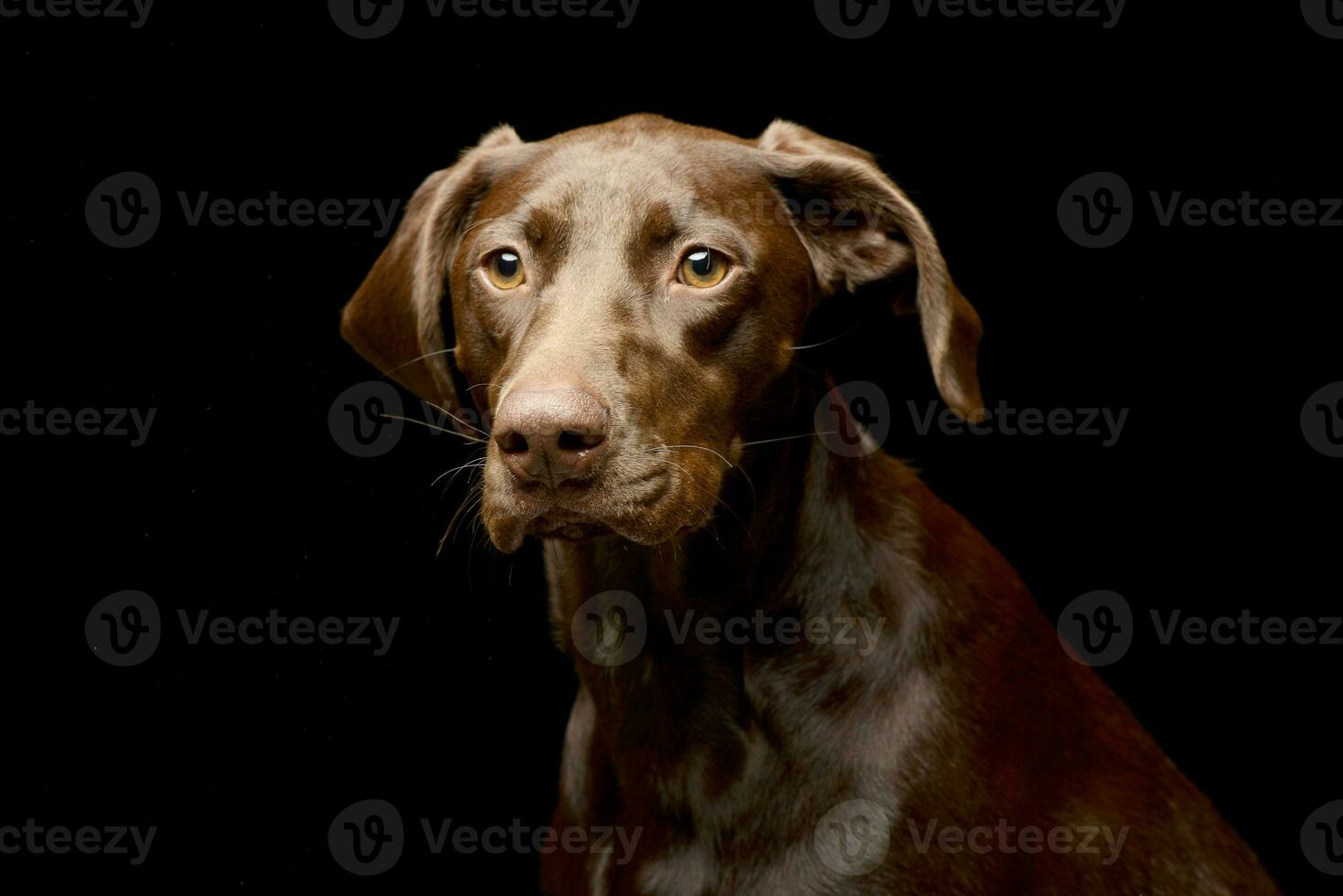 Portrait of an adorable mixed breed dog photo