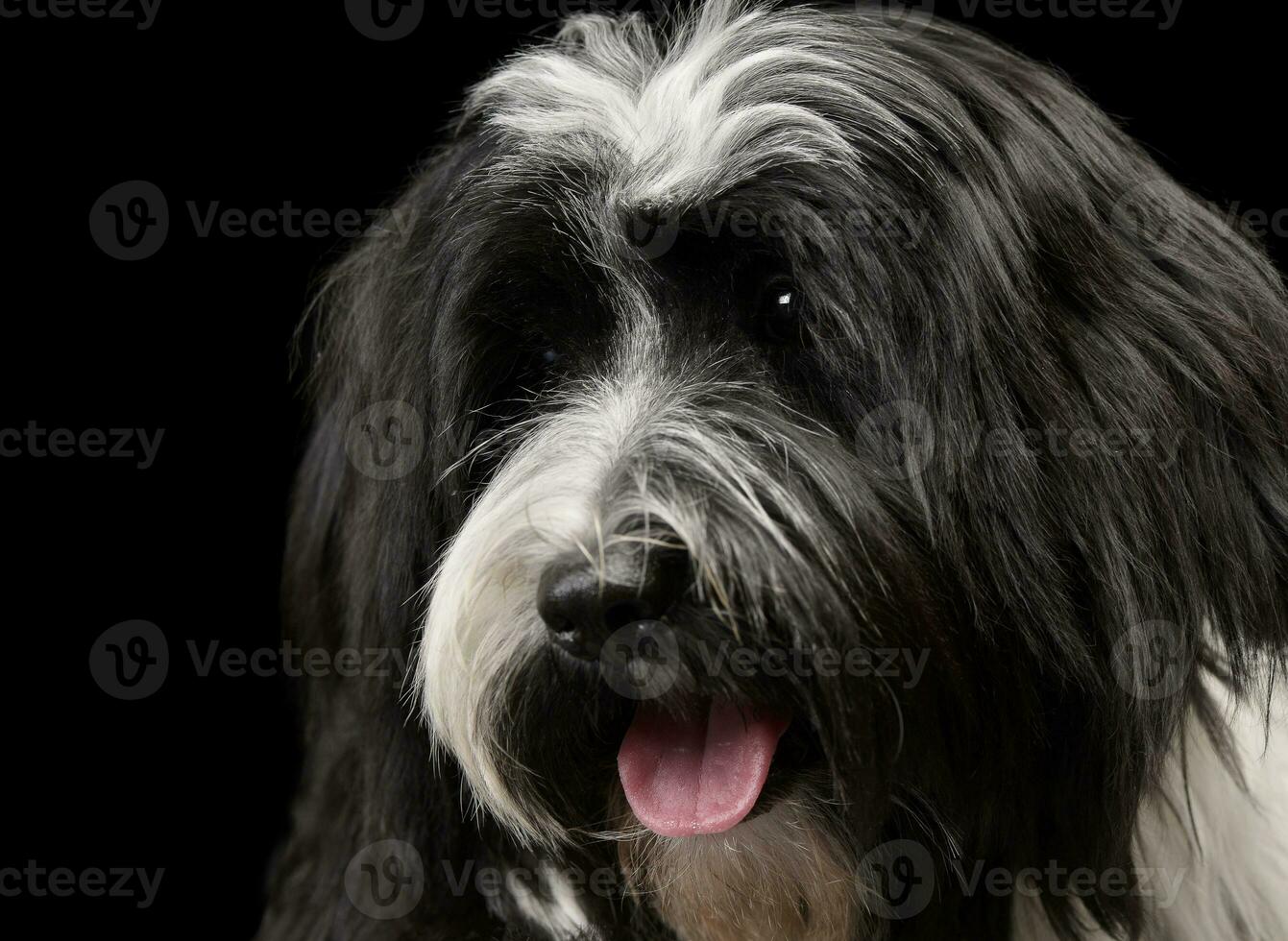 Portrait of an adorable Tibetan Terrier looking satisfied photo