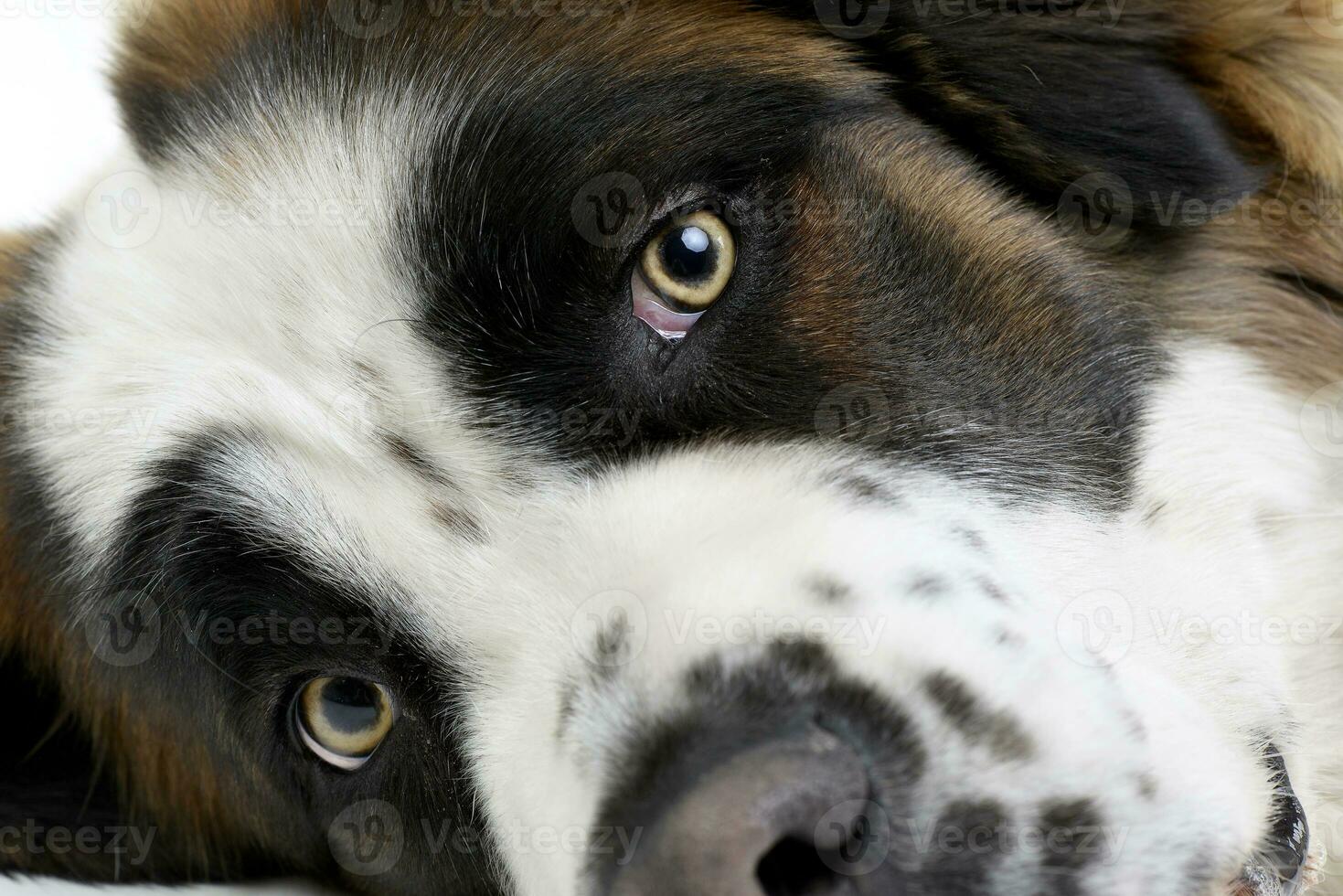 Portrait of an adorable Moskovskaya Storozhevaya photo