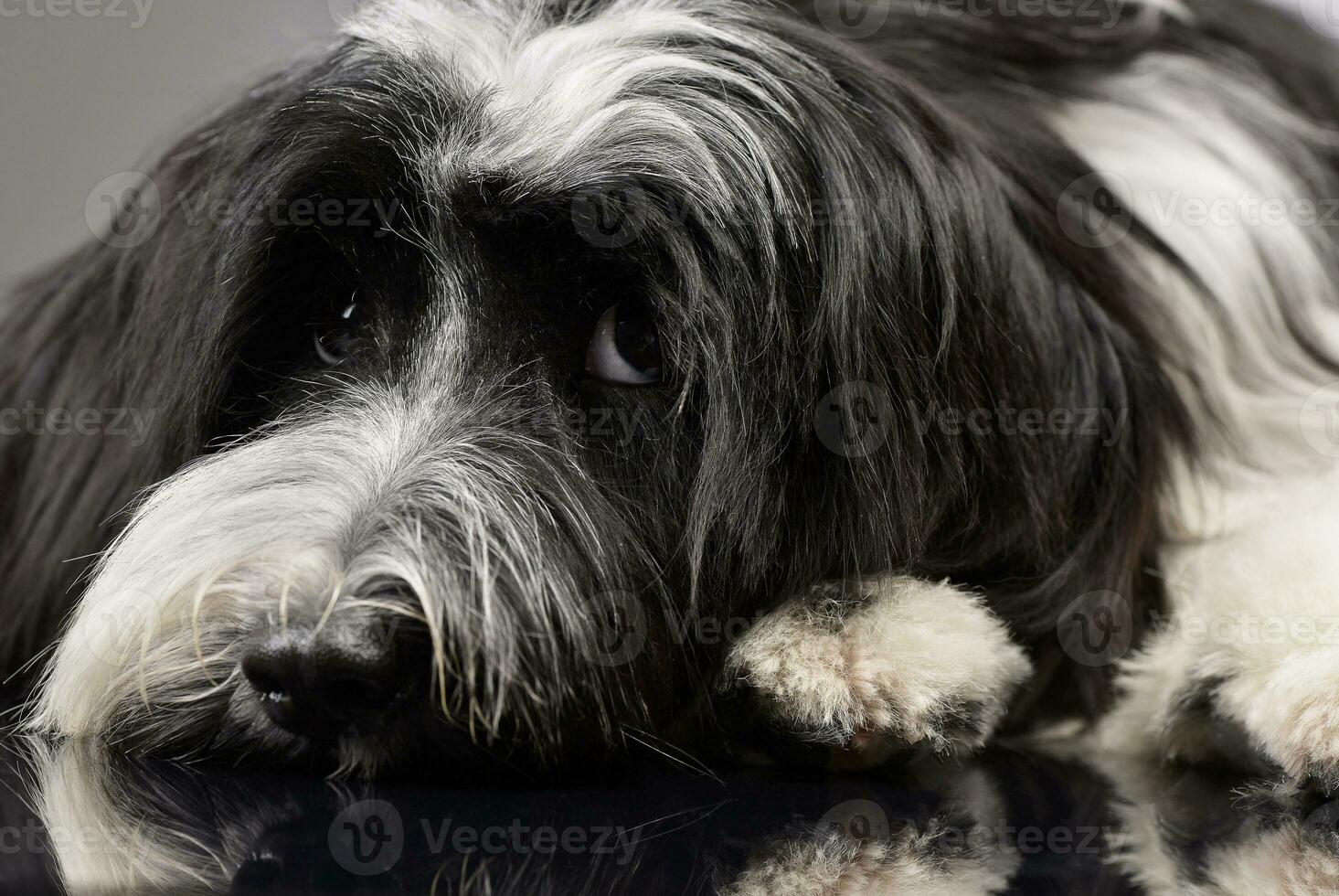 Studio shot of an adorable Tibetan Terrier lying on grey background and looking sad photo