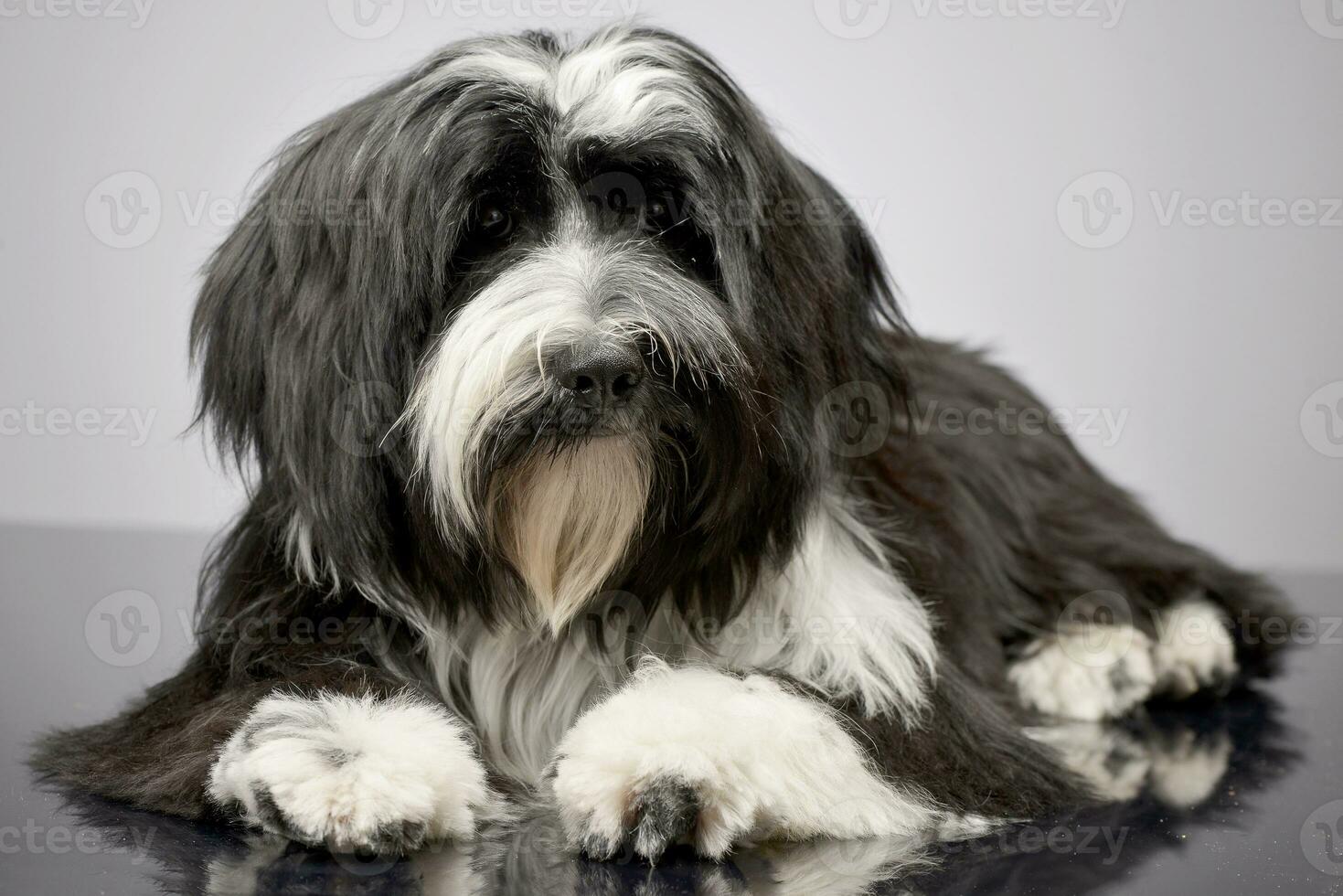 Studio shot of an adorable Tibetian terrier photo