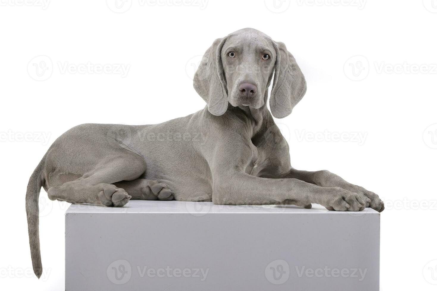 Studio shot of an adorable Weimaraner photo