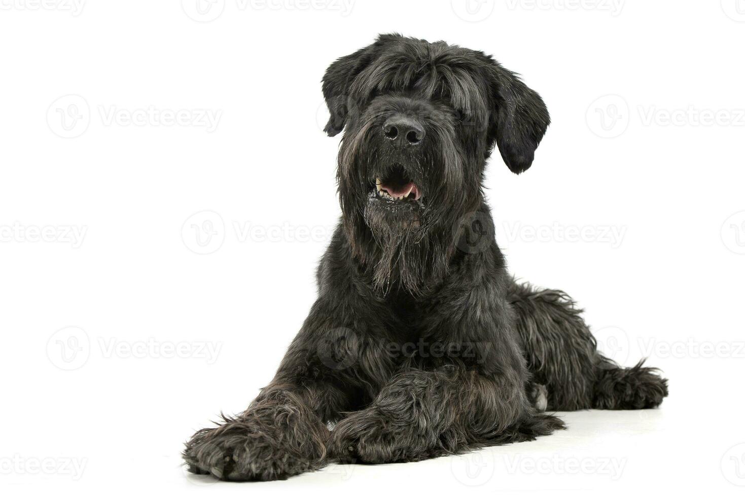 Studio shot of an adorable Black Russian Terrier photo