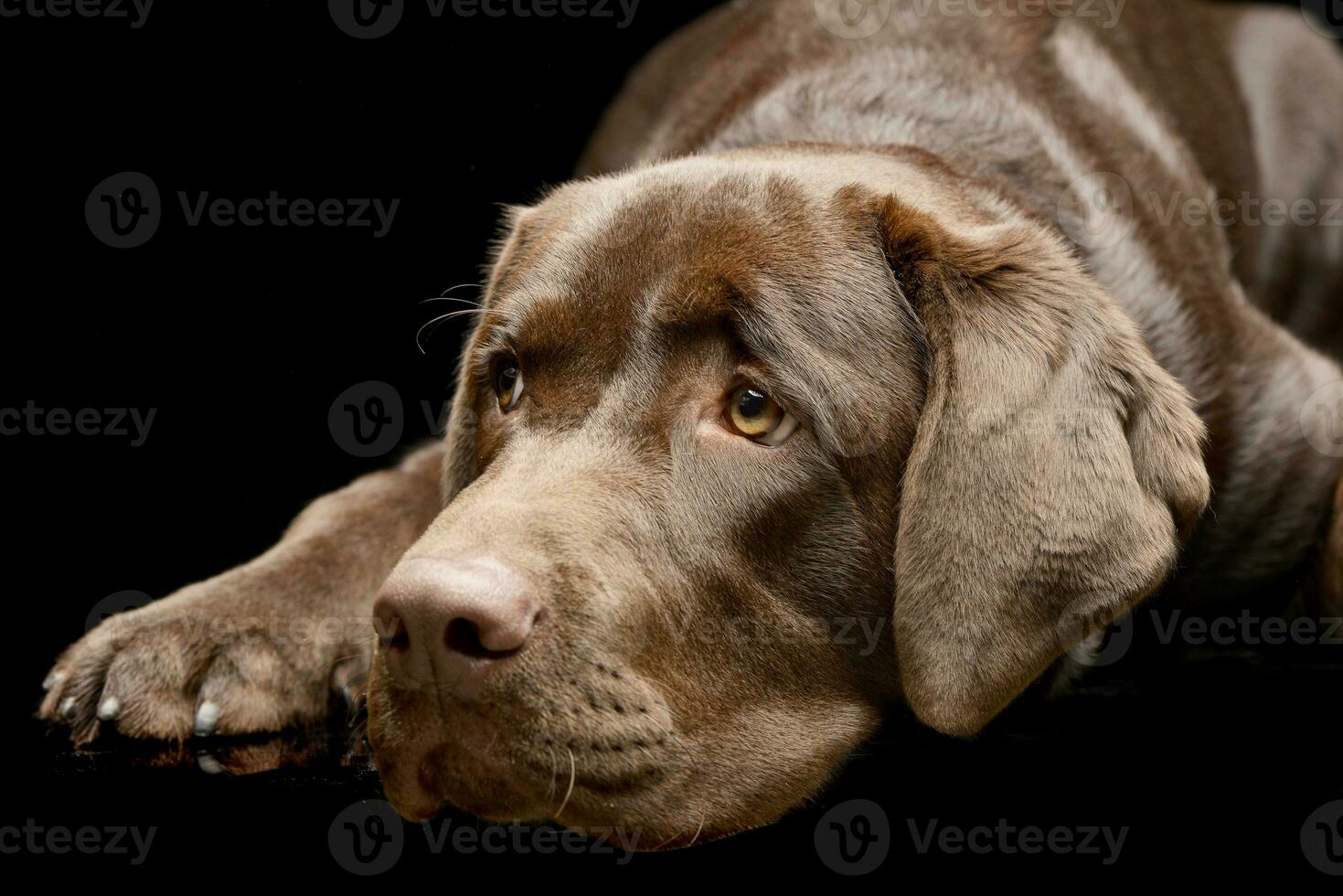 Portrait of an adorable Labrador retriever photo