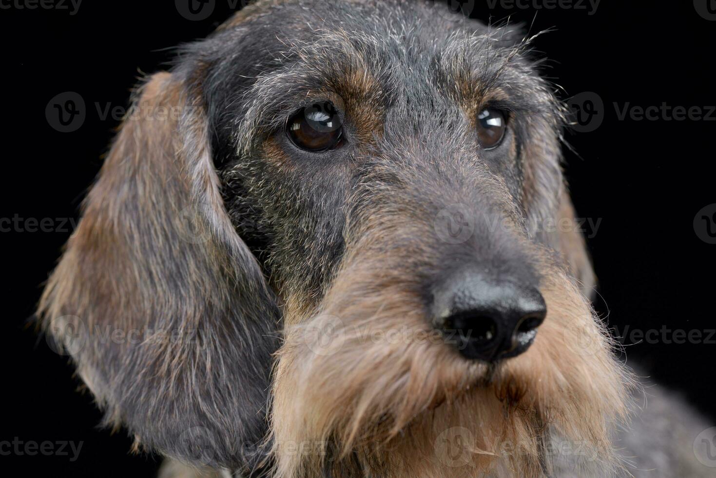 Portrait of an adorable Dachshund photo