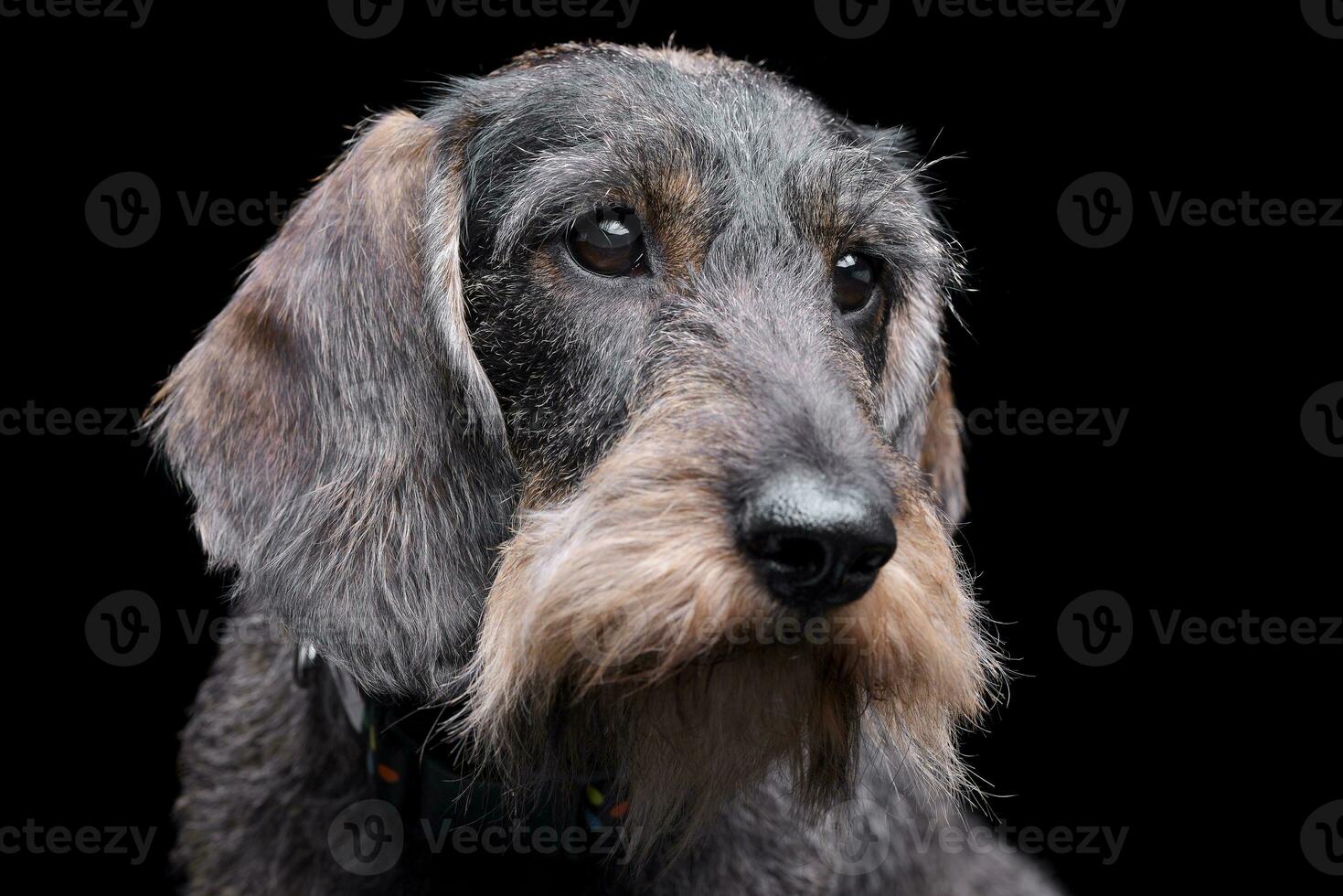 Portrait of an adorable Dachshund photo