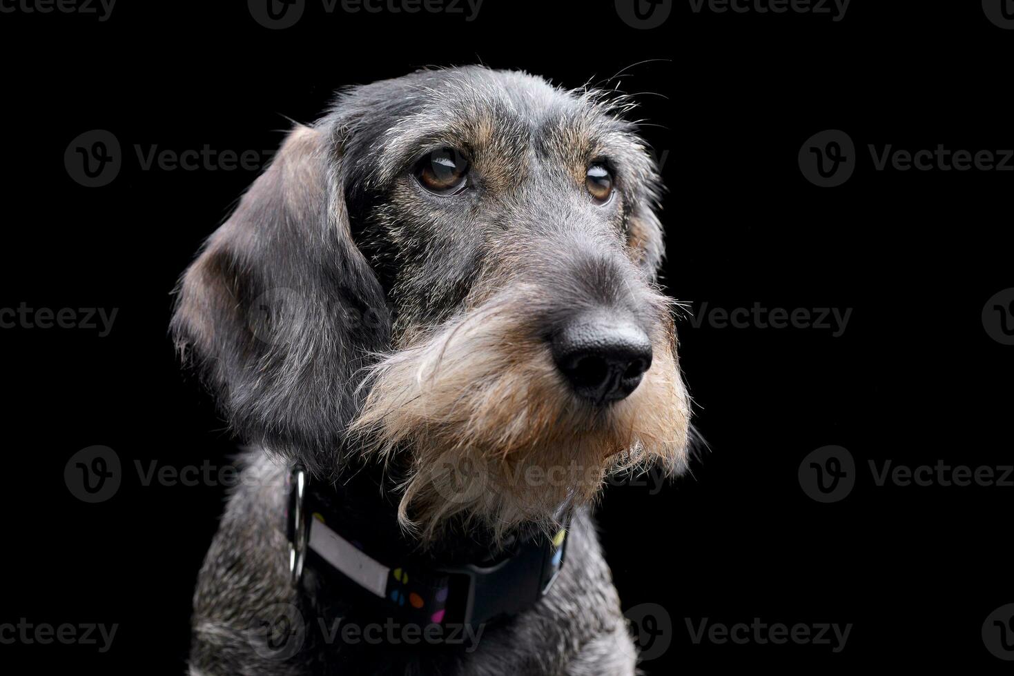 Portrait of an adorable Dachshund photo