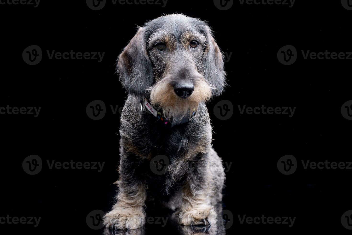 Studio shot of an adorable Dachshund photo