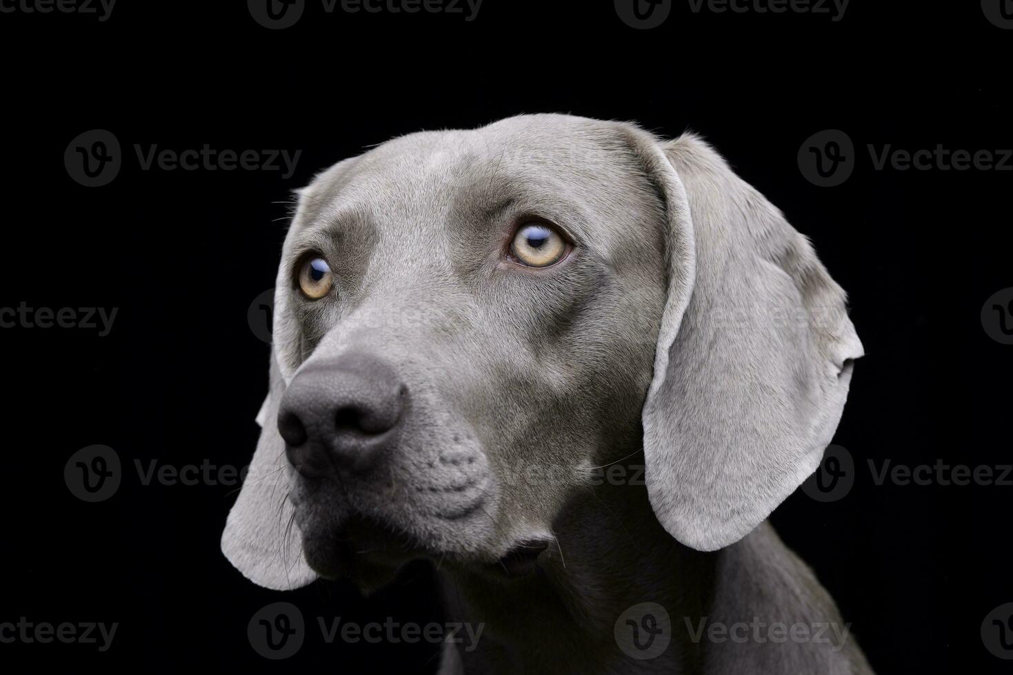 Portrait of an adorable Weimaraner photo