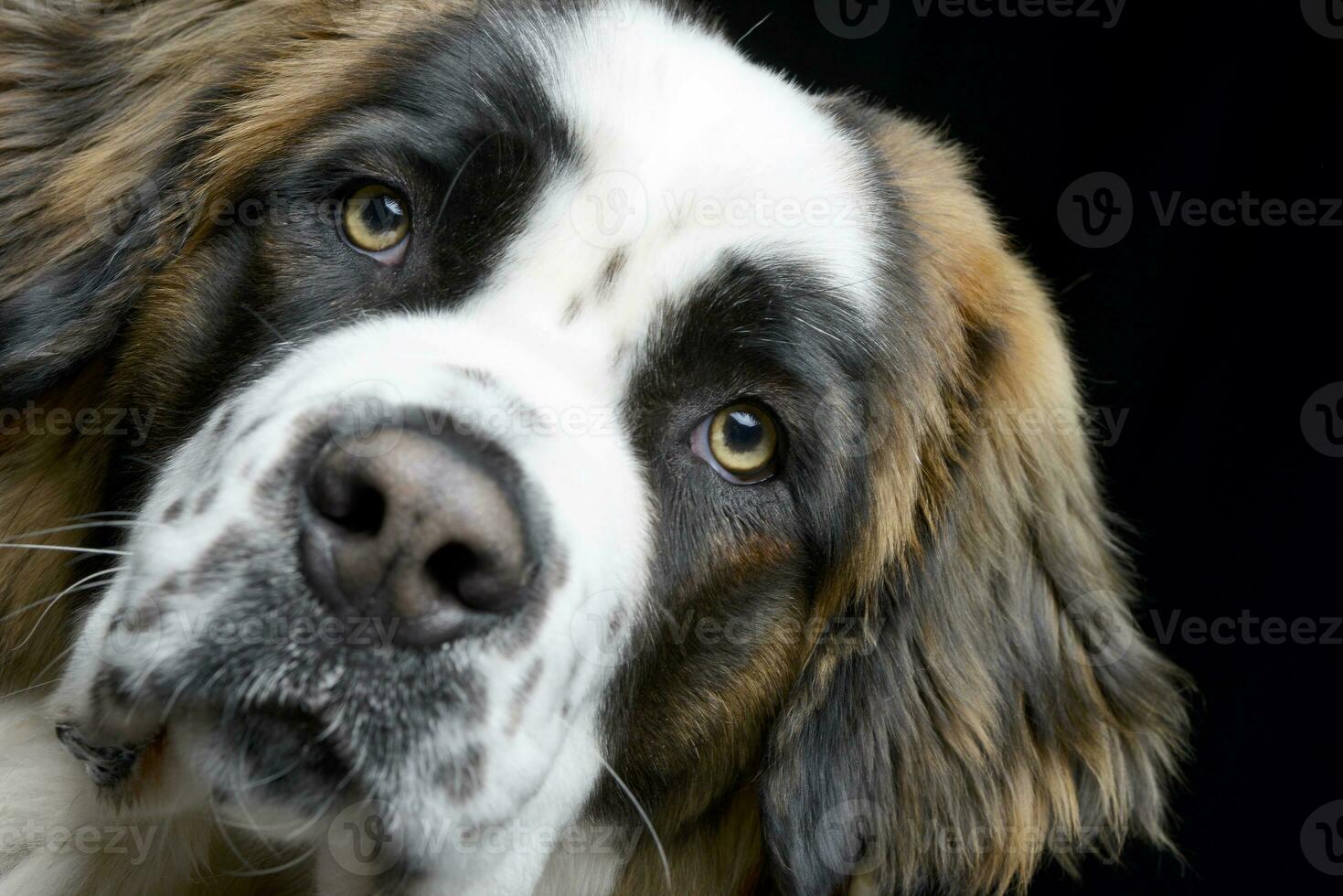 retrato de un adorable moskóvskaya storozhevaya foto