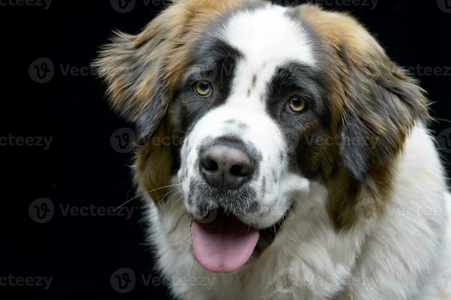 retrato de un adorable moskóvskaya storozhevaya foto