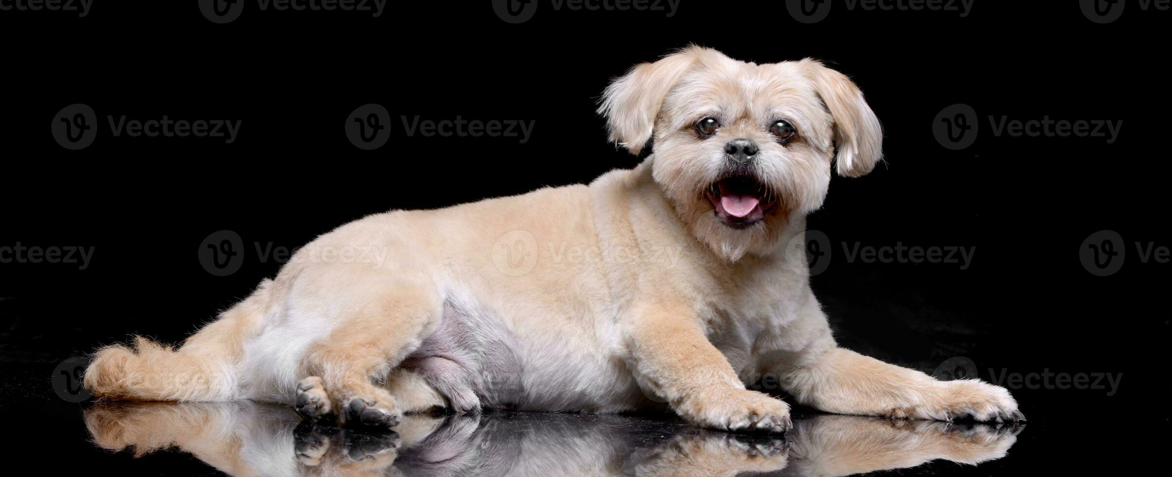 estudio Disparo de un adorable perro chino perro chino foto