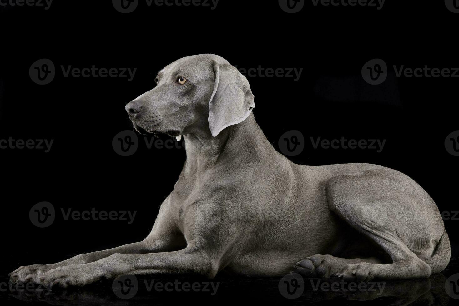 Studio shot of an adorable Weimaraner photo