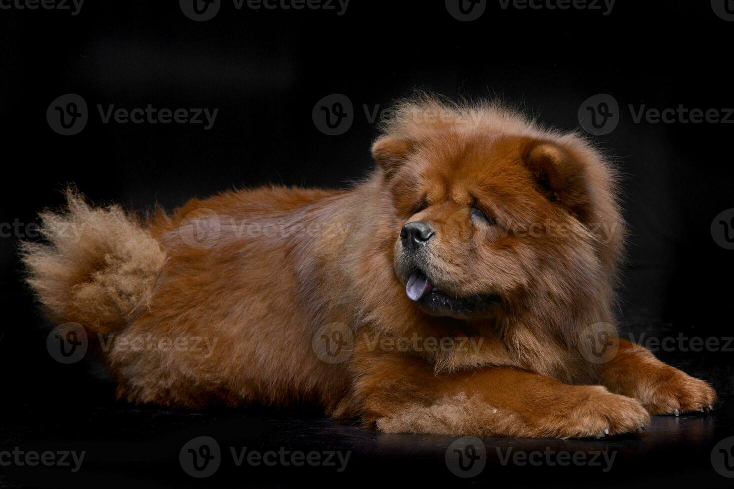 Studio shot of an adorable Havanese photo